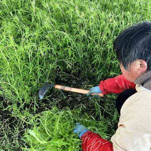 泗阳县江苏宿迁芦蒿青蒿头茬鲜嫩现摘现发