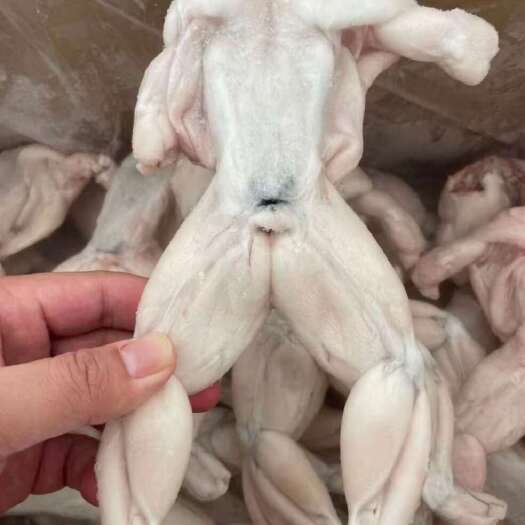 泰安单冻牛蛙，新货