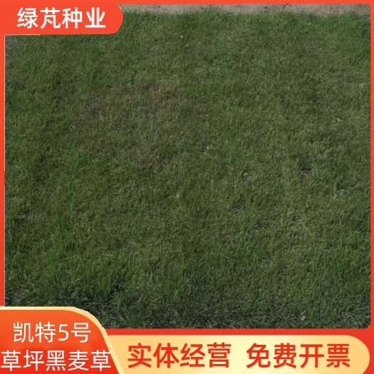 沭阳县矮生草坪【凯特5号】黑麦草种子 草皮卷专用草籽