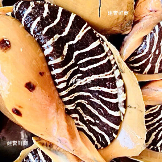 海螺一手货源自家渔船捕捞特大椰子螺皇帝螺油螺木瓜螺黄螺美乐螺