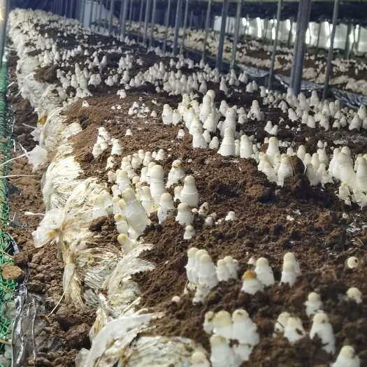 莘县山东聊城莘县新鲜鸡腿菇批发 高品质食用菌蔬菜 直供
