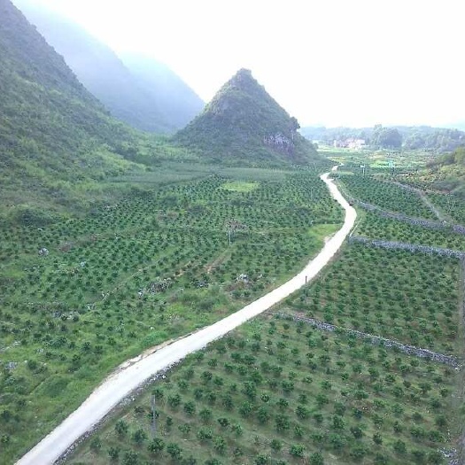 独山县脐橙果园转让