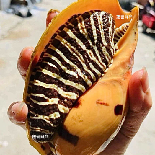 北海顺丰包邮鲜活特大椰子螺皇帝螺黄螺油螺涡螺一手货源自家渔船捕捞