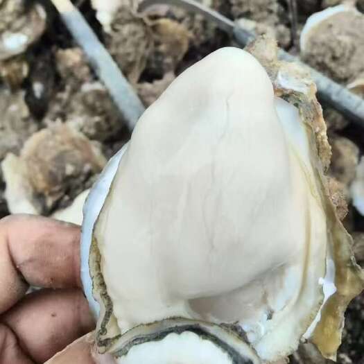 湛江湛江白蚝(咸水)