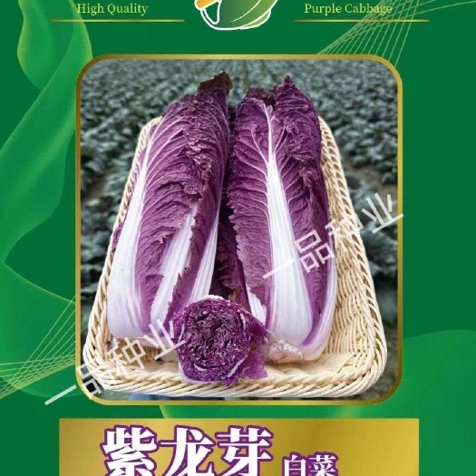 莱阳市春种紫龙芽紫白菜种子