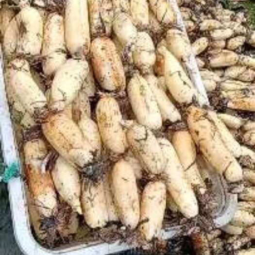 莲藕