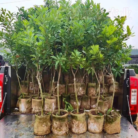 灵山县矮化东槐杨梅果树苗
