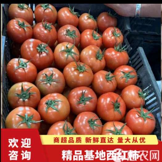 蒙自市西红柿，粉果，大红西红柿