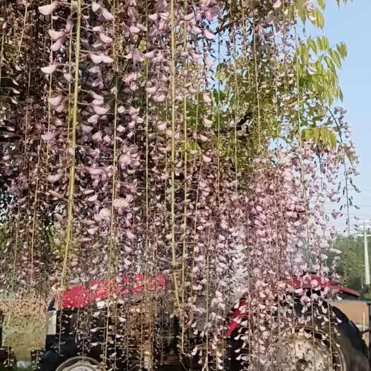 临沂多花紫藤