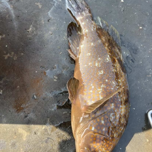 霞浦县石斑鱼 红石斑