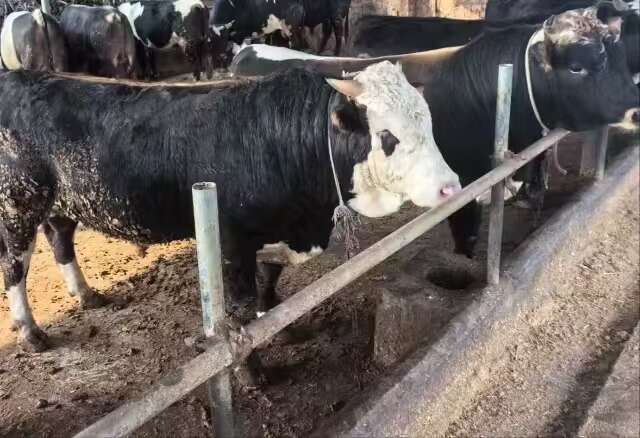 蒙山县1400斤肉牛出售