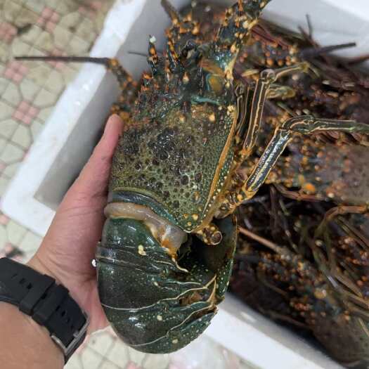 深圳墨西哥青龙 婚宴龙虾大龙虾