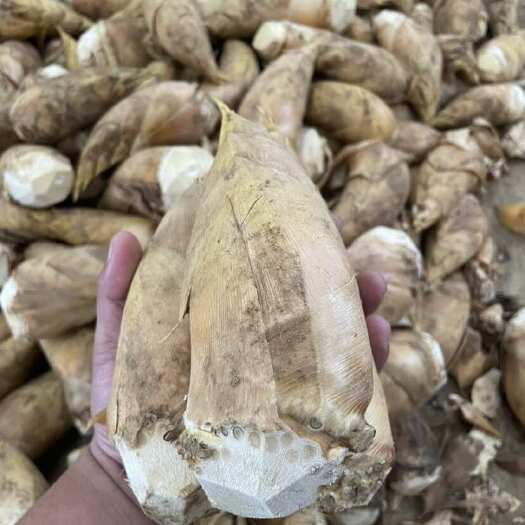 建瓯市冬笋小中大特
