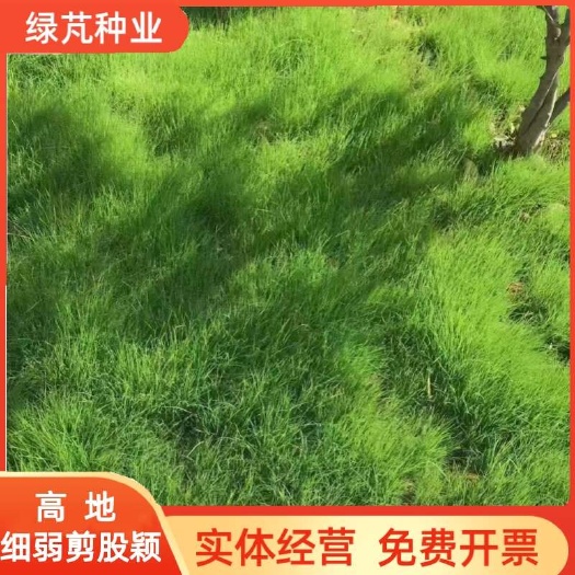 细弱剪股颖草籽庭院别墅绿化小区耐践踏高尔夫草坪种子