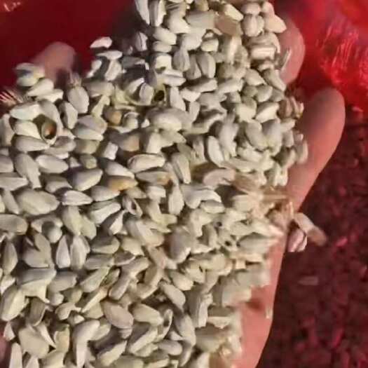 霍尔果斯哈萨克斯坦红花籽