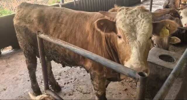 富川县优质肉牛