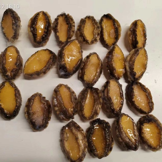 上海黑边鲍鱼肉
