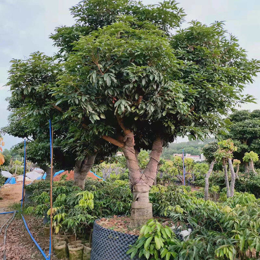 灵山县桂味荔枝树苗大苗妃子笑荔枝高压树苗庭院花园漂亮适合门前种植的
