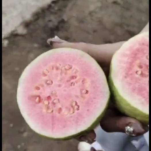 灵山县红心芭乐，西瓜芭乐番石榴