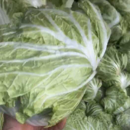 开封青稞鸡腿白菜