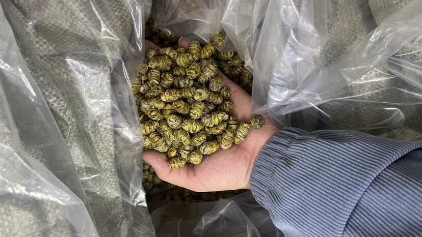 广州铁皮石斛 胶质丰富 肉质饱满 质量保证