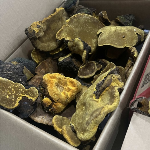 宜宾纯桑树桑黄