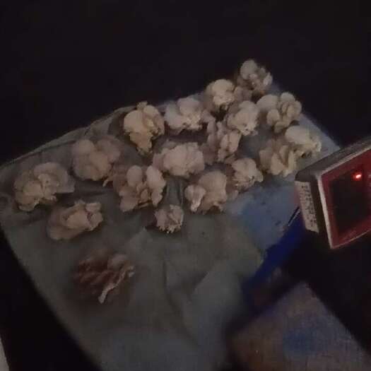 湘阴县棉茵