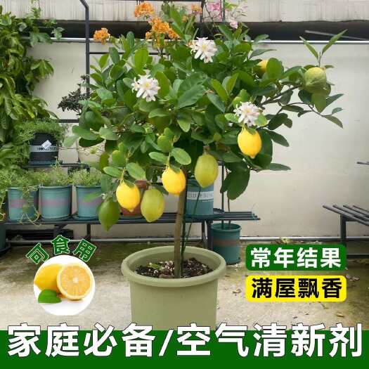灵山县四季香水柠檬果树苗扦插苗带原杯发货当年开花南北方阳台客厅喜阳