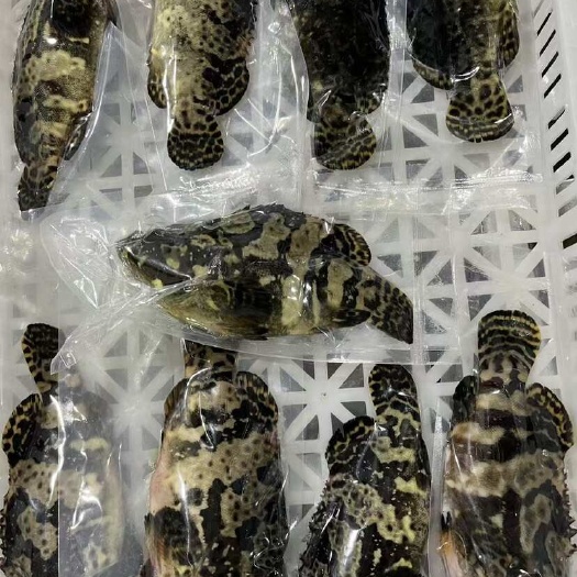 连云港石斑鱼老虎斑龙胆活冻海鱼