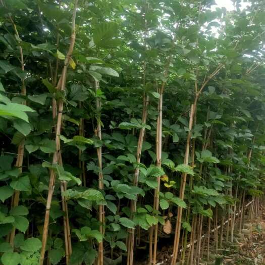 普宁市黄花风铃木本基地常年供应各种规格优质种苗