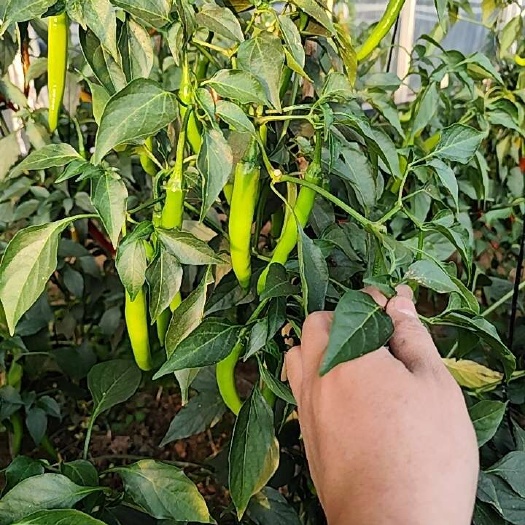 临朐县出售 红杭椒  青杭椒 现摘现发