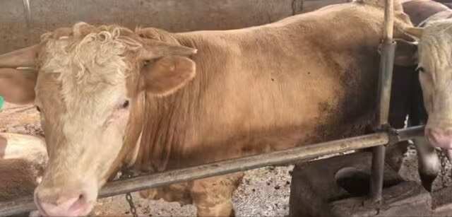 富川县优质肉牛