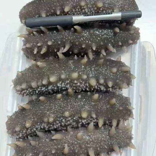 湛江鲜食大连辽参即食海参多规格厂家供应有量批发年货送礼佳品