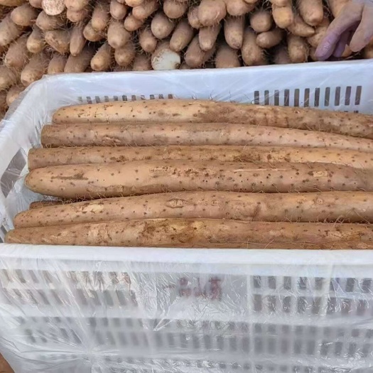 寿光市白玉山药，沙漠白玉山药大量有货，颜色条形口感好，对接全国客商