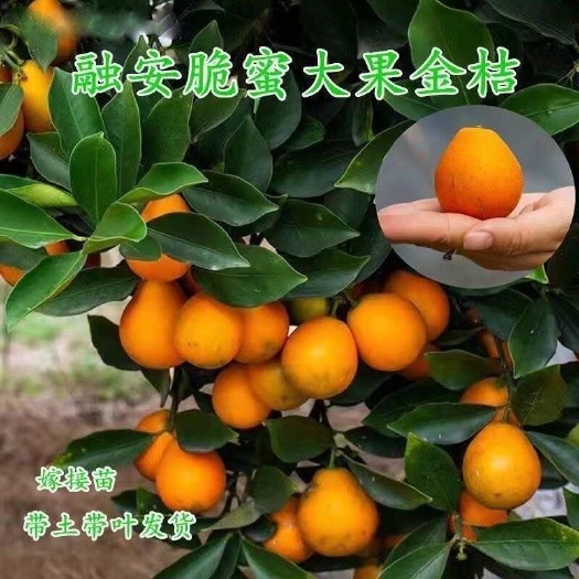 灵山县四季融安三代脆蜜金桔树苗大果无核金桔新鲜盆栽纯甜庭院阳台带叶