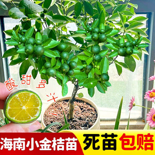 灵山县海南小青柠树苗四季结果小金桔小青桔树苗青桔苗阳台盆栽地栽庭院