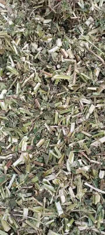 朝阳大量优质益母草干货统货（辽宁朝阳）