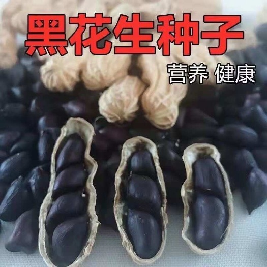 安仁县黑花生种子新品种大田种植蔬菜种子花生种子黑花生种子