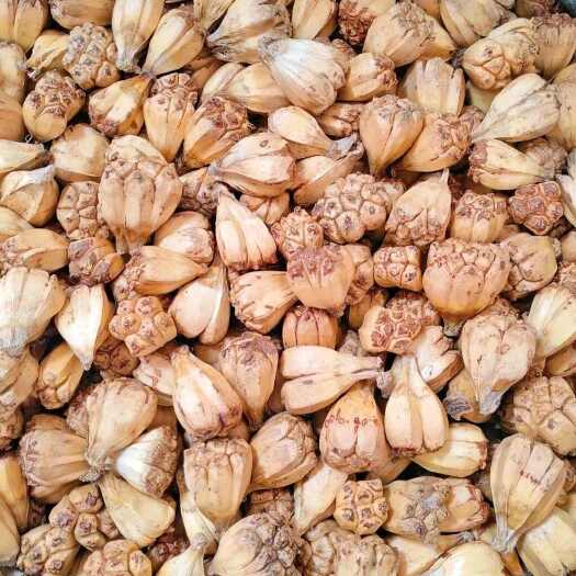亳州中药材山菠萝1kg 血莲菩提 橹罟子 假菠萝 菠萝 山菠