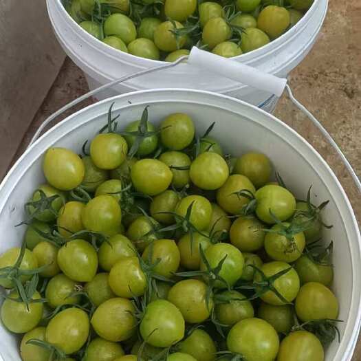 寿光市青甜2号 山东潍坊寿光优质绿番茄新鲜采摘直发口感佳品质好
