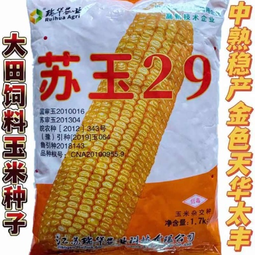 沭阳县苏玉29玉米种子高产抗病抗虫抗倒抗旱矮杆活杆成熟大棒苞米种