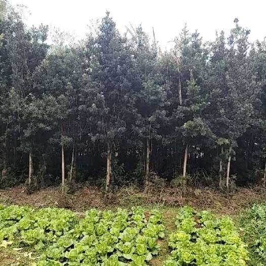 保靖县罗汉松十年