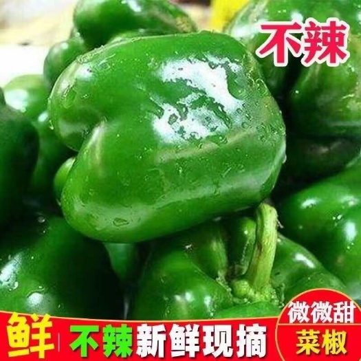 青岛【现摘现发】山东圆椒青椒彩椒不辣新鲜柿子椒灯笼椒太空椒水果沙