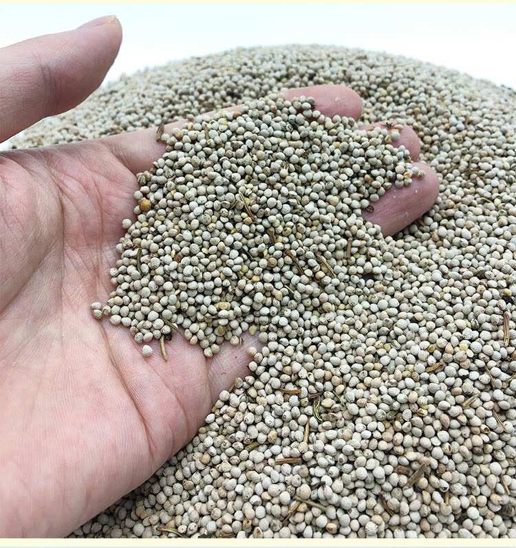 白苏子东北大粒白苏籽 玉苏子 喂鸟苏子鸟食苏子批发