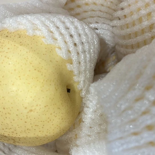 砀山梨