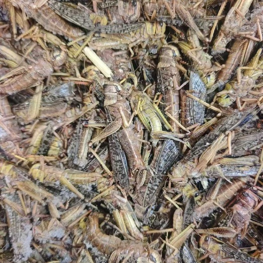 沂水县一箱净重10斤，11一斤，千斤起批，公母混合冷冻蚂蚱，自提。