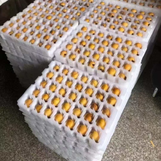 杭州塘栖枇杷