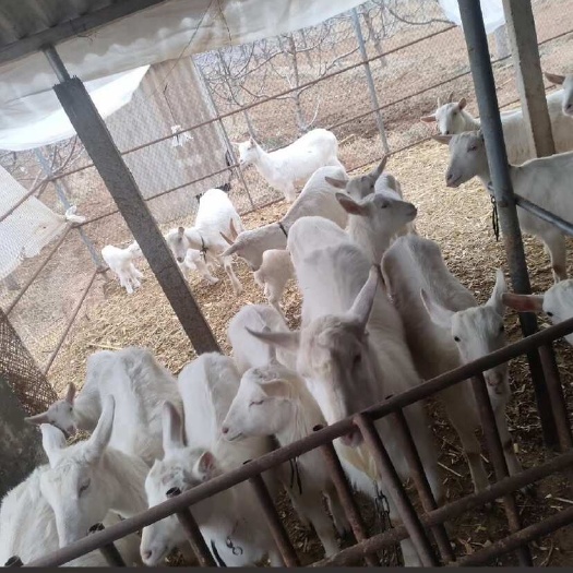 五河县正宗小山羊