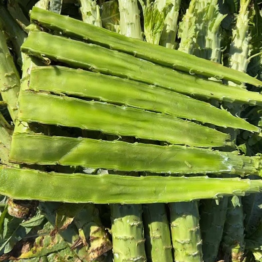 云南南貢菜，一米青