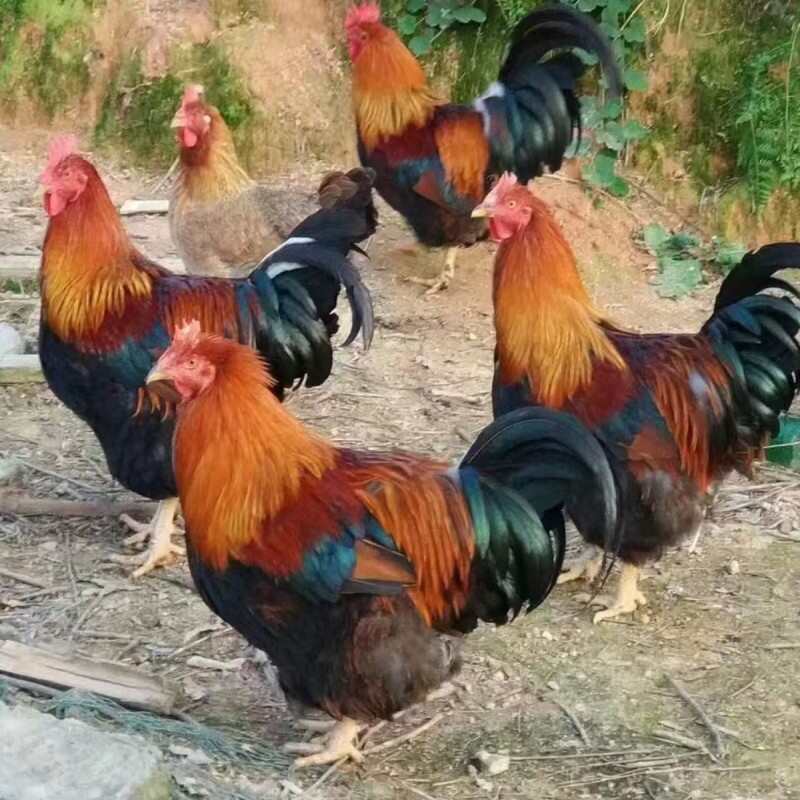土鸡苗  麻鸡苗@龙 三黄鸡苗 青脚鸡苗 绿壳蛋鸡苗 肉鸡苗